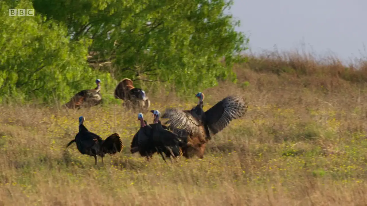 Rio Grande wild Turkey (Meleagris gallopavo intermedia) as shown in The Mating Game - Against All Odds